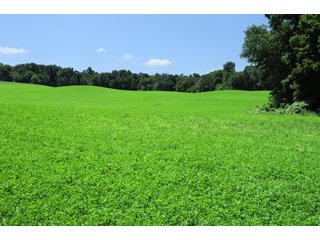 TRACT 1 - REAL ESTATE AUCTION - 2 PRESTIGUOUS HOMES - 66+/- ACRES IN 5 TRACTS IN NOBLE COUNTY, INDIANA